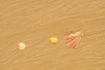 Fototapeta na wymiar Shells on the sand. Portugal