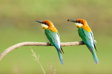 chestnut-headed bee-eater. Merops leschenaulti, or bay-headed bee-eater, is a near passerine bird...