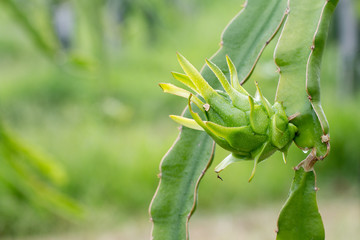 Fresh green dragon-fruit with water drops in morning time on farm