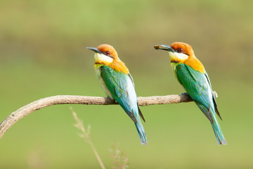chestnut-headed bee-eater. Merops leschenaulti, or bay-headed bee-eater, is a near passerine bird in the bee-eater family Meropidae. It is a resident breeder in  Indian subcontinent &adjoining regiion