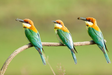 chestnut-headed bee-eater. Merops leschenaulti, or bay-headed bee-eater, is a near passerine bird in the bee-eater family Meropidae. It is a resident breeder in  Indian subcontinent &adjoining regiion