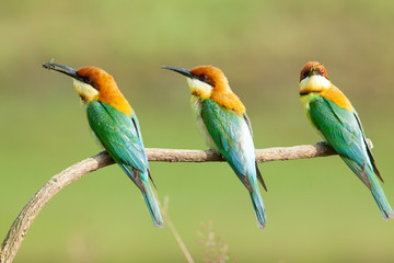 chestnut-headed bee-eater. Merops leschenaulti, or bay-headed bee-eater, is a near passerine bird in the bee-eater family Meropidae. It is a resident breeder in  Indian subcontinent &adjoining regiion