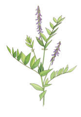 Wild flowers isolated on white background.