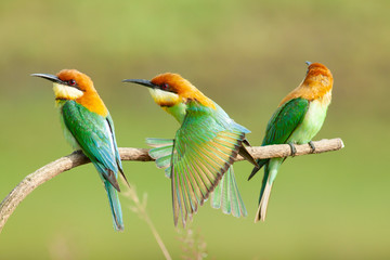 chestnut-headed bee-eater. Merops leschenaulti, or bay-headed bee-eater, is a near passerine bird in the bee-eater family Meropidae. It is a resident breeder in  Indian subcontinent &adjoining regiion