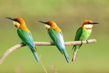 chestnut-headed bee-eater. Merops leschenaulti, or bay-headed bee-eater, is a near passerine bird in the bee-eater family Meropidae. It is a resident breeder in  Indian subcontinent &adjoining regiion