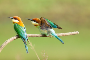 chestnut-headed bee-eater. Merops leschenaulti, or bay-headed bee-eater, is a near passerine bird...