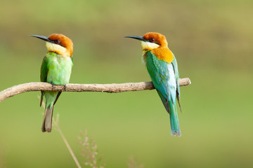 chestnut-headed bee-eater. Merops leschenaulti, or bay-headed bee-eater, is a near passerine bird...