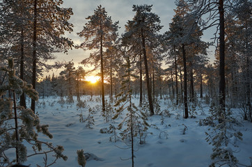 winter landscape