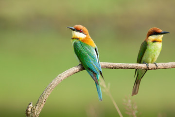 chestnut-headed bee-eater. Merops leschenaulti, or bay-headed bee-eater, is a near passerine bird in the bee-eater family Meropidae. It is a resident breeder in  Indian subcontinent &adjoining regiion