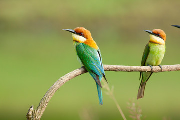 chestnut-headed bee-eater. Merops leschenaulti, or bay-headed bee-eater, is a near passerine bird in the bee-eater family Meropidae. It is a resident breeder in  Indian subcontinent &adjoining regiion