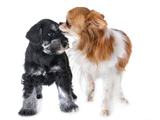 puppy miniature schnauzer and chihuahua