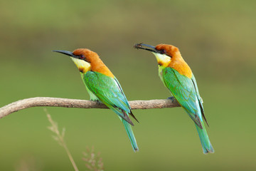 chestnut-headed bee-eater. Merops leschenaulti, or bay-headed bee-eater, is a near passerine bird in the bee-eater family Meropidae. It is a resident breeder in  Indian subcontinent &adjoining regiion