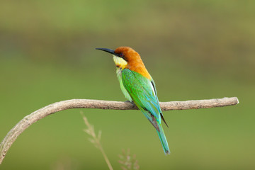 chestnut-headed bee-eater. Merops leschenaulti, or bay-headed bee-eater, is a near passerine bird in the bee-eater family Meropidae. It is a resident breeder in  Indian subcontinent &adjoining regiion
