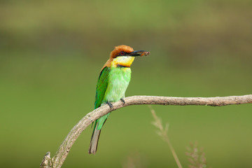 chestnut-headed bee-eater. Merops leschenaulti, or bay-headed bee-eater, is a near passerine bird in the bee-eater family Meropidae. It is a resident breeder in  Indian subcontinent &adjoining regiion