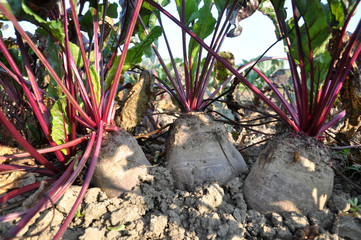 Red beet in the open ground