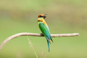 chestnut-headed bee-eater. Merops leschenaulti, or bay-headed bee-eater, is a near passerine bird in the bee-eater family Meropidae. It is a resident breeder in  Indian subcontinent &adjoining regiion