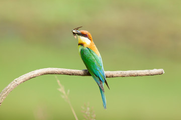 chestnut-headed bee-eater. Merops leschenaulti, or bay-headed bee-eater, is a near passerine bird in the bee-eater family Meropidae. It is a resident breeder in  Indian subcontinent &adjoining regiion
