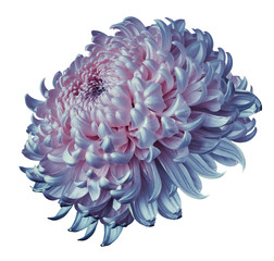 blue-pink  flower chrysanthemum isolated on white background. For design. Clearer focus. Closeup. Nature.