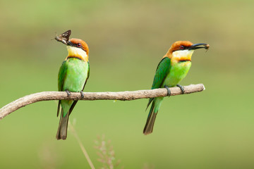 chestnut-headed bee-eater. Merops leschenaulti, or bay-headed bee-eater, is a near passerine bird in the bee-eater family Meropidae. It is a resident breeder in  Indian subcontinent &adjoining regiion
