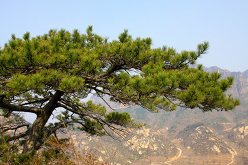 dead trees in the mountains