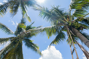 Obraz na płótnie Canvas Coconut's Palms against the blue sky. Low Angle View