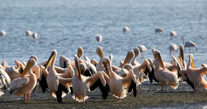 Pink-backed pelican and rosy flamingo colony in Walvis bay, Namibia safari wildlife