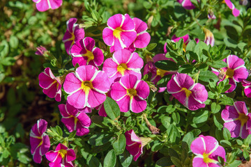 Petunia flowers pink with white stripes