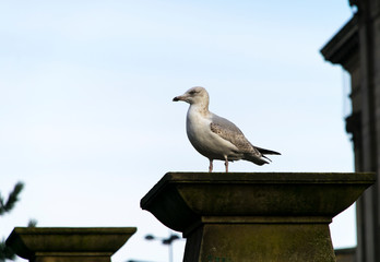 seagull portrait