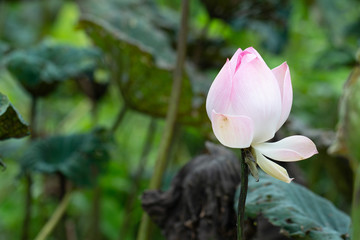 Close up of lotus flower with lotus leaf background