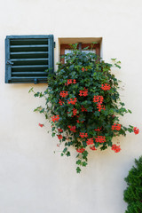 Window decorated with Red Geranium flowers in Monteriggioni. Italy
