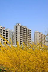 Unfinished buildings and forsythia flowers blooming