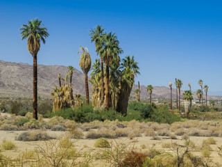 Oasis of Mara Joshua Tree National Park