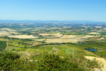 Obraz premium View of vineyard and green field. Montalcino countryside, Tuscany, Italy