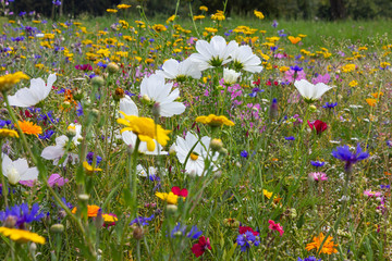 bright colorful flowers in meadow at sunshine summer day