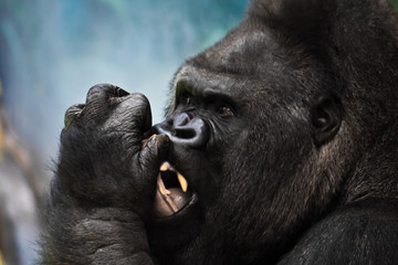 Obraz premium The face of the dominant male gorilla close-up
