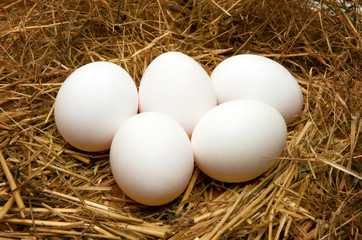 eggs in nest