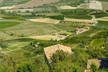 View of vineyard and green field. Montalcino countryside, Tuscany, Italy