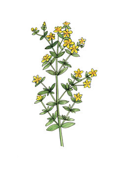 Hipericum flowers on white background.