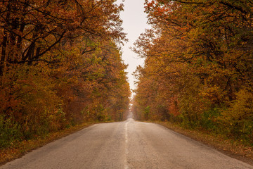 Autumn road in north-west Bulgaria