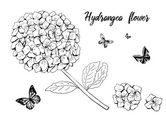 Hydrangea flower set with butterfly. black white sketch. Hand drawn detailed hortensia. isolated on white background.