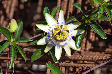 Passiflora caerulea flower in garden. Tuscany, Italy