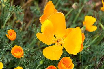 Poppy california