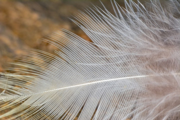  feathers in soft and blur style for the background 