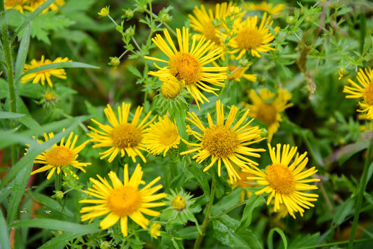 Elecampane Flowers