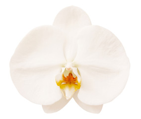 Beautiful delicate white orchid flower isolated on white background.