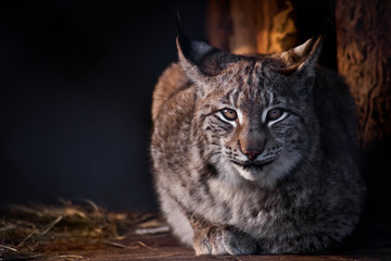 the lynx sits and looks with its narrow narrowed eyes.