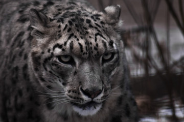 Fototapeta premium Strict face of the snow leopard, close-up