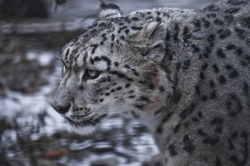 Strict face of the snow leopard, close-up