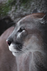 Naklejka premium pysk smukłego i surowego dużego kota amerykańskiego - pum