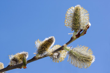 Young branch of blossoming pussy willow against the blue sky. Isolated object.